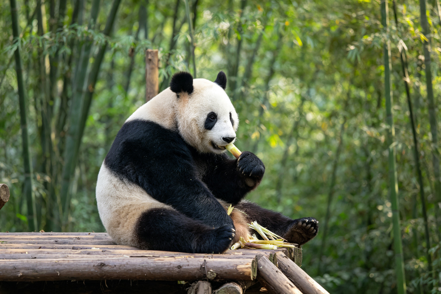 #1 Chengdu Research Base of Giant Panda Breeding
